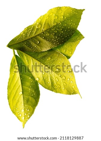 water drops on a green leafs