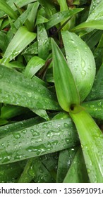 Water drops on green leaves - Shutterstock ID 1356910916