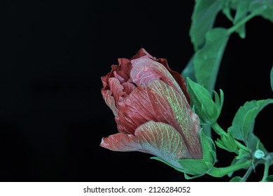 Water Drops On An Isolated Red Hibiscus Flower Bud. Macro Photo, Deliberate Blur. Great Texture Of Petals.