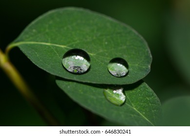 water drops on a leaf