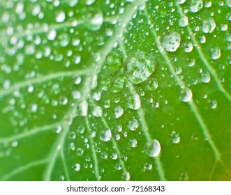 Water Drops On A Leaf