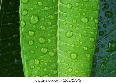 1,239 Hydrophobic plants Images, Stock Photos & Vectors | Shutterstock