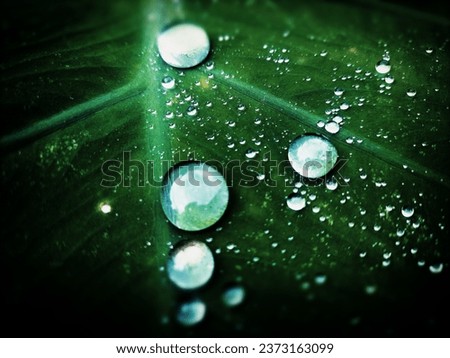 Similar – Image, Stock Photo Dew drops on leaf Design