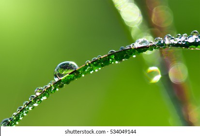 Water Drops On Leaves Moring Stock Photo 534049144 | Shutterstock