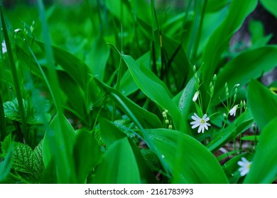 Water Drops On Lily Of The Valley Leaves, Early Spring, Rain Field Grass. Close-up, Selective Soft Focus. Spring Grass In The Forest At Dusk