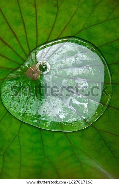 Water drops on a\
lotus leaf, lotus effect