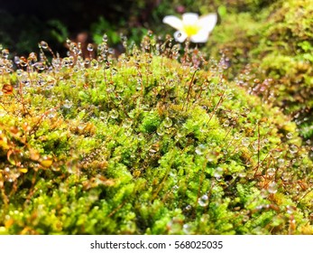 Water drops on moss