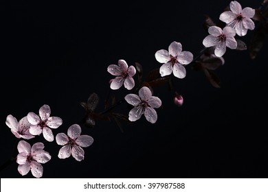 Water drops on pink cherry blossoms isolated on black background - Powered by Shutterstock
