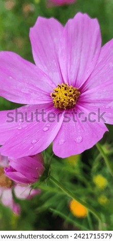 Water drops on a pink flowers pedals
