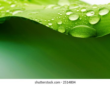 Water Drops On Plant Leaf