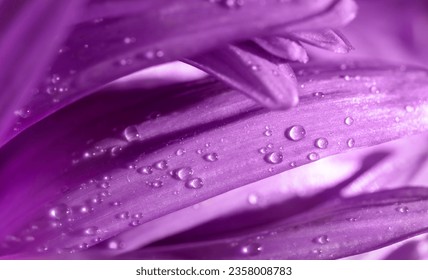 water drops on purple aster flower petals close-up - Powered by Shutterstock