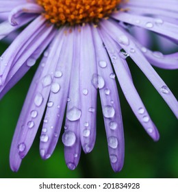 water drops on a purple daisy flower