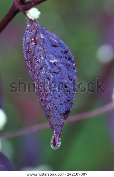 Water Drops On Purple Leaf\
