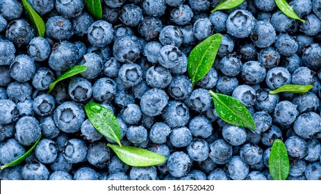 Water drops on ripe sweet blueberry. Fresh blueberries background with copy space for your text. Vegan and vegetarian concept. Macro texture of blueberry berries.Texture blueberry berries close up - Powered by Shutterstock