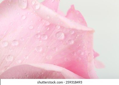 Water Drops On Rose Petals, Close-up