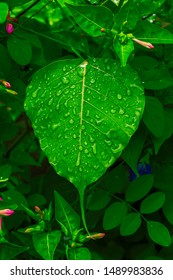 Water Drops On A Sacred Fig Or Peepal Leaf