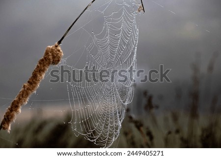 Water drops on spider web. Art idea concept in nature. Spider web against blurred background. Bokeh. Hunting methods of animals. Horizontal photo. Entomology. Environment. No people, nobody.