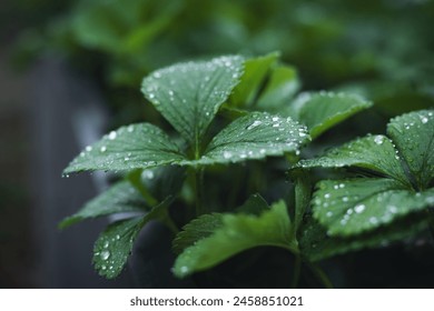 Water drops on strawberry leaves. Fresh green garden strawberry plant leaves in rainy day - Powered by Shutterstock