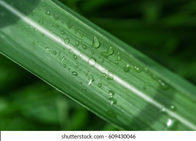 Water Drops On Sugar Cane Leaves.