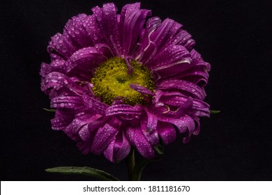 Water Drops On This Flowers Are Amazing And Making Sense Like A Little Dimonds