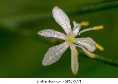 Water drops on a tiny white flower