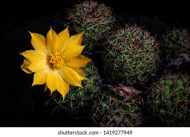 Water drops on yellow cactus flower with black spines