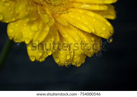 Similar – Raindrops on a daylily