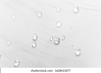 Water drops pattern on feather texture with selective focus, macro. Concept of tenderness and softness, close-up. Beauty horizontal wallpaper or backdrop