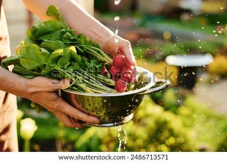 Water drops and splashes falling down bunch of fresh ripe radish with green haulm in metallic bowl held by female farmer