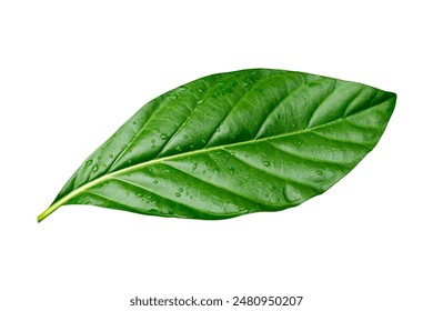 water drops splashing on green leaf isolated on white background with clipping path.