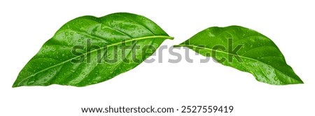 Similar – Image, Stock Photo Leaves in water in autumn