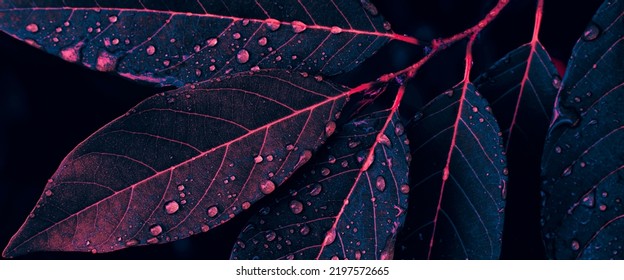 water drops splashing on leaves and dark blue background - Powered by Shutterstock