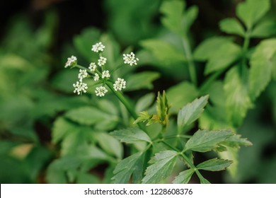 Water Dropwort, Oenanthe