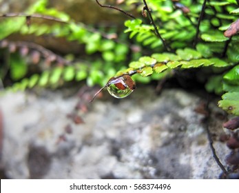 Water - Elixir Of Life
Water Drop On An Green Plant
