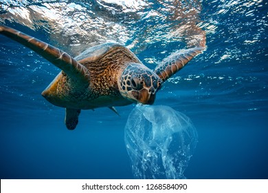 Water Environmental Pollution Problem Underwater animal Sea turtle eating Plastic 