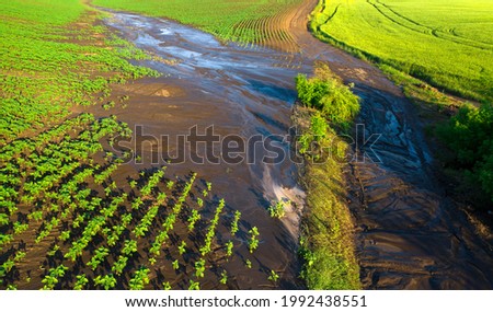 Water erosion of the soil. Damage to agricultural crops after rain. Drone view.