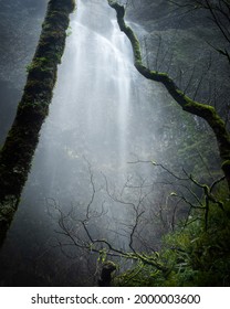 Water Fall In Pacific North West With 2 Trees