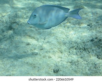 Water Fin Fluid Fish Underwater Marine Biology