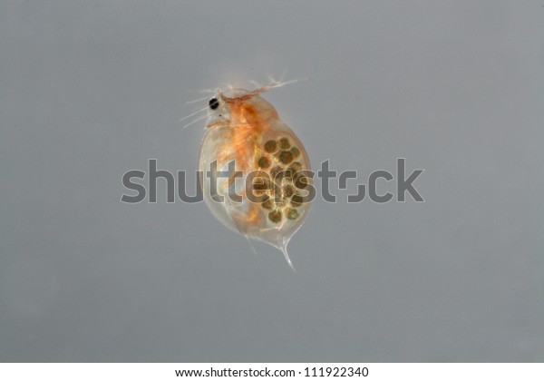 Water flea, closeup,\
Sweden