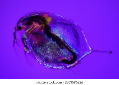 Water Flea (Daphnia Magna) Under Polarized Microscope