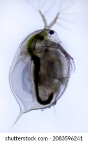 Water Flea (Daphnia Magna) Under Microscope