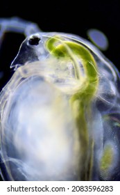 Water Flea (Daphnia Magna) Under Dark Field Microscope