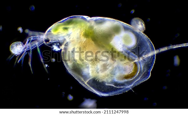 Water flea daphnia\
microscopic magnification