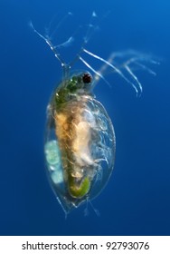 Water Flea Daphnia Pulex Blue Background