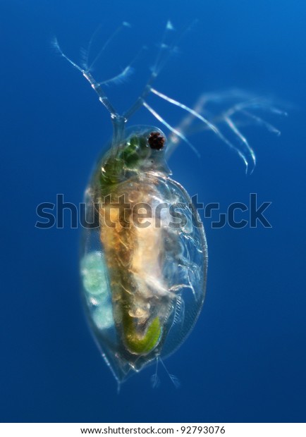 water flea daphnia\
pulex blue background