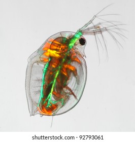 Water Flea Daphnia Pulex Muscles In Polarized Light