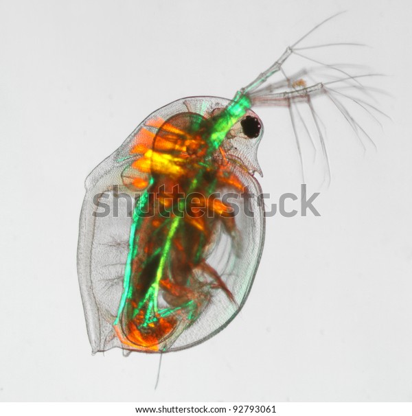 water flea\
daphnia pulex muscles in polarized\
light