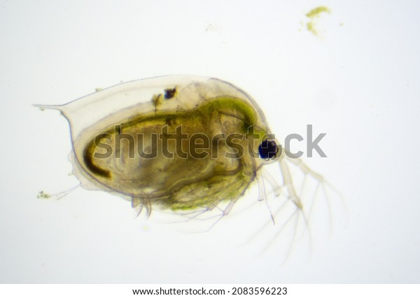 Water flea\
(Daphnia pulex) under the\
microscope.