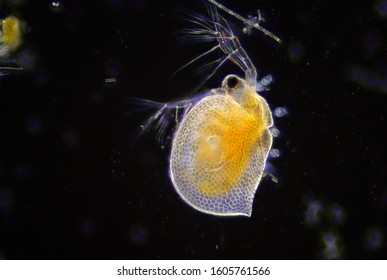 Water Flea (Daphnia Sp.) Under The Dark Field Microscope.