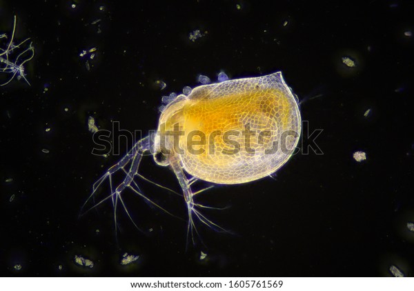 Water\
flea (Daphnia sp.) under the dark field\
microscope.